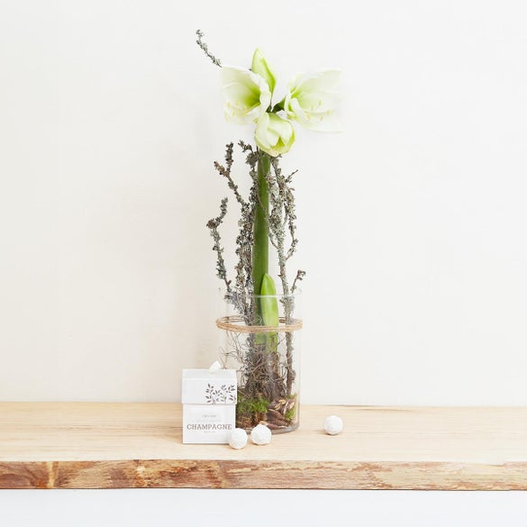 Hvid amaryllis i glas med champagnetrøfler